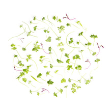 Wholesale Fresh Origins Micro Fines Herbs- Bulk