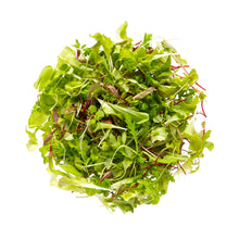 Wholesale Gilbertie'S Organic Micro Citrus Blend- Bulk