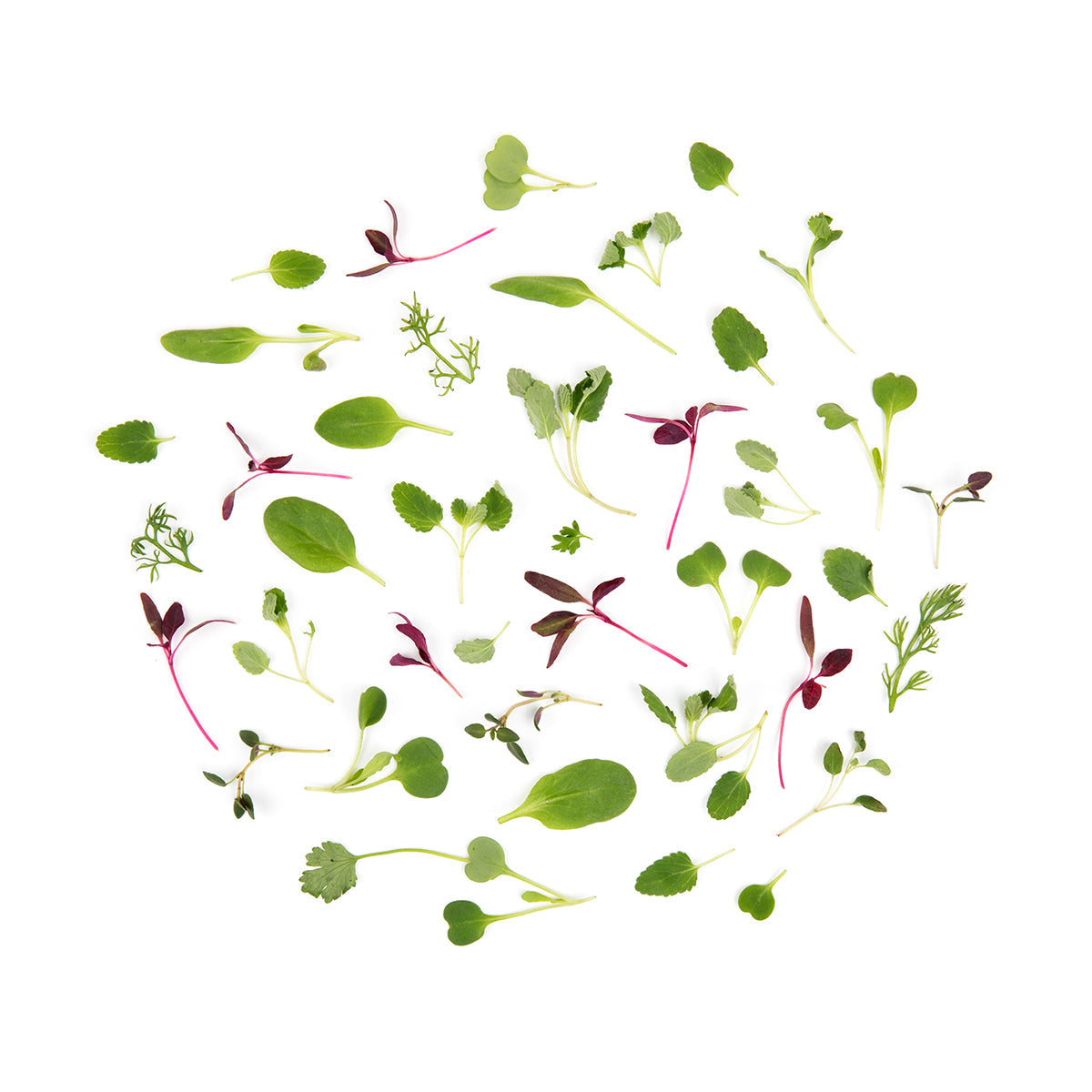 Wholesale Fresh Origins Micro Herbs- Bulk