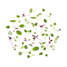 Wholesale Fresh Origins Micro Herbs- Bulk
