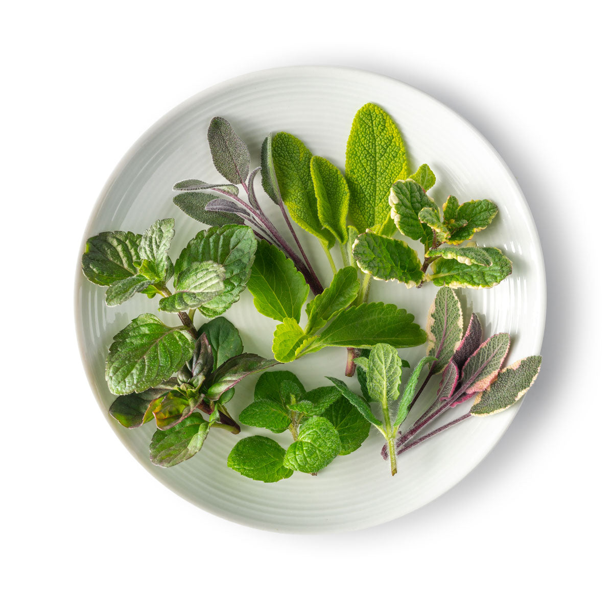 Wholesale Fresh Origins Herbs Top Mix- Bulk