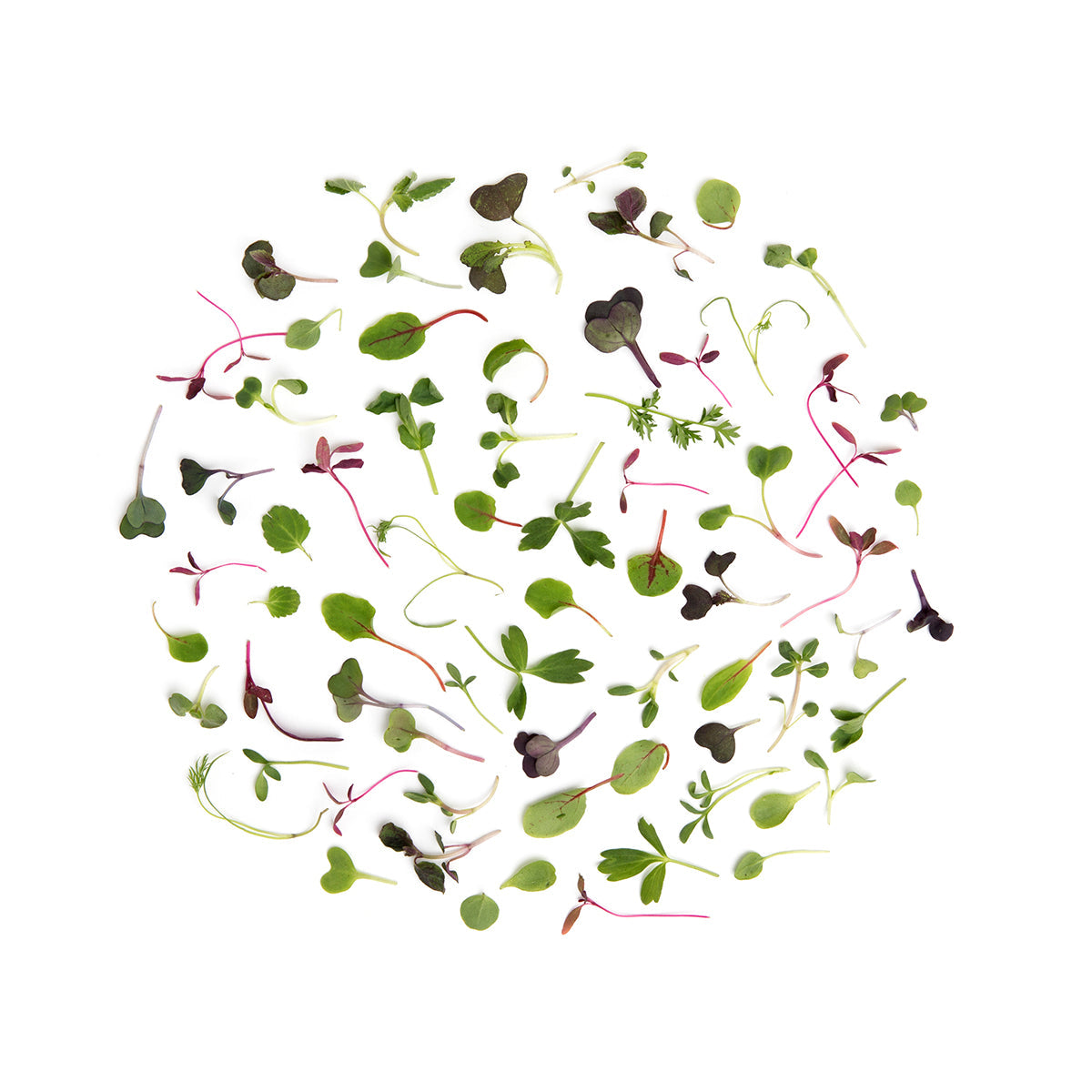 Wholesale Fresh Origins Micro Intensity Mix-8 OZ Bulk