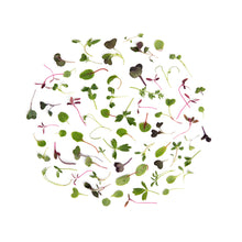 Wholesale Fresh Origins Micro Intensity Mix- Bulk