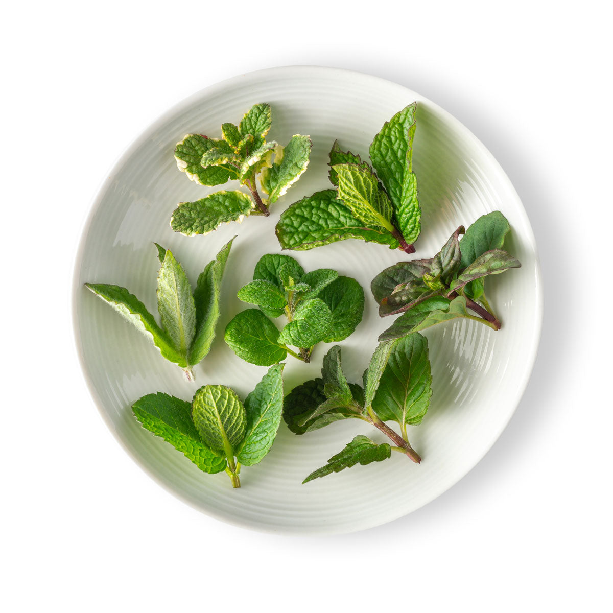 Wholesale Fresh Origins Micro Mint Tops- Bulk