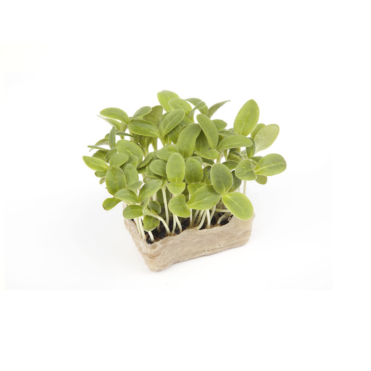 Wholesale Koppert Cress Borage Living Cress- Bulk
