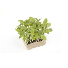 Wholesale Koppert Cress Borage Living Cress- Bulk