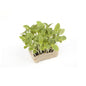 Wholesale Koppert Cress Borage Living Cress- Bulk