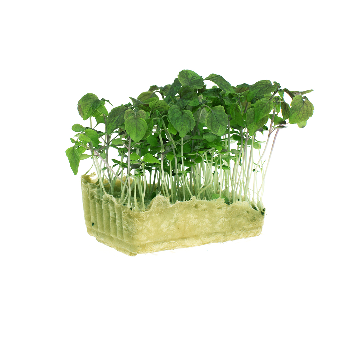 Koppert Cress Green Shiso Cress