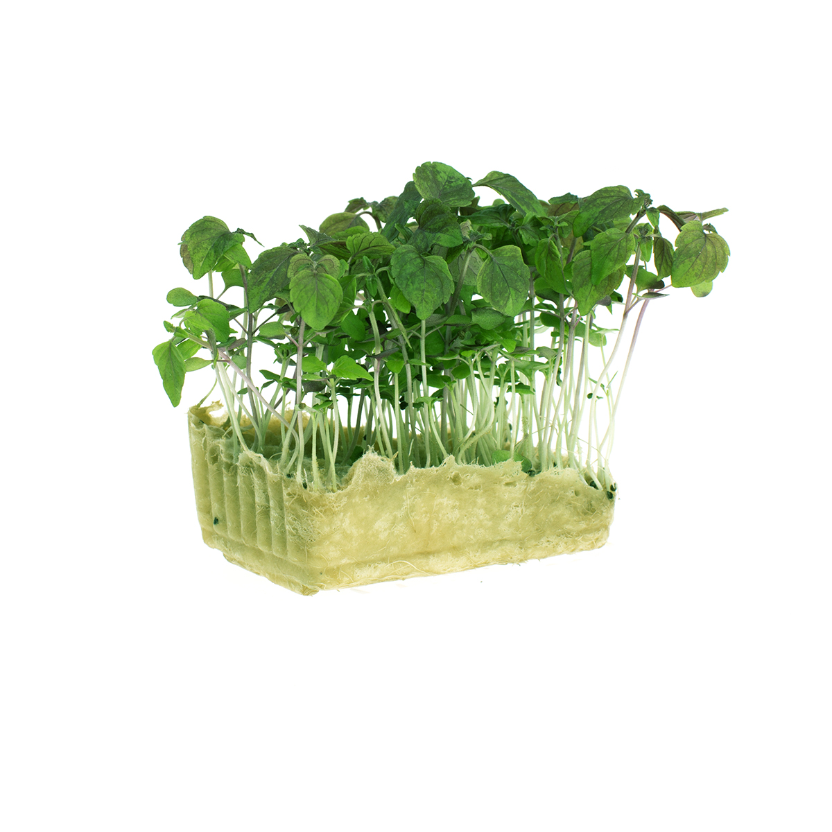 Wholesale Koppert Cress Green Shiso Cress- Bulk