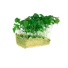 Wholesale Koppert Cress Green Shiso Cress- Bulk