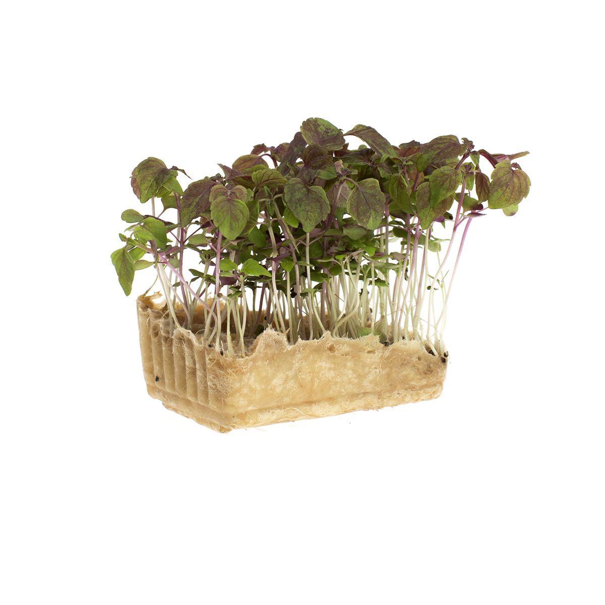 Wholesale Koppert Cress Purple Shiso Living Cress- Bulk
