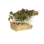 Wholesale Koppert Cress Purple Shiso Living Cress- Bulk