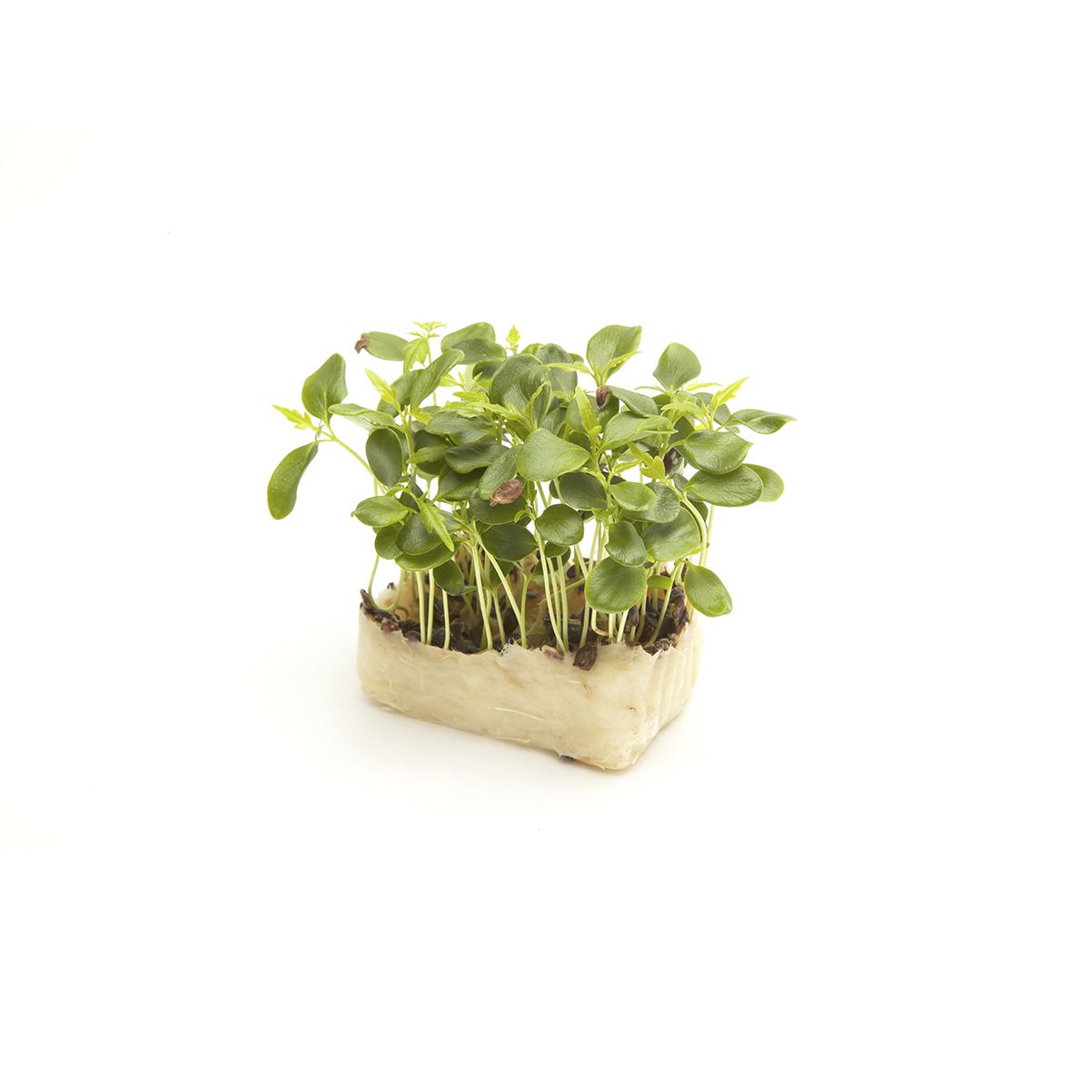 Koppert Cress Tahoon Cress