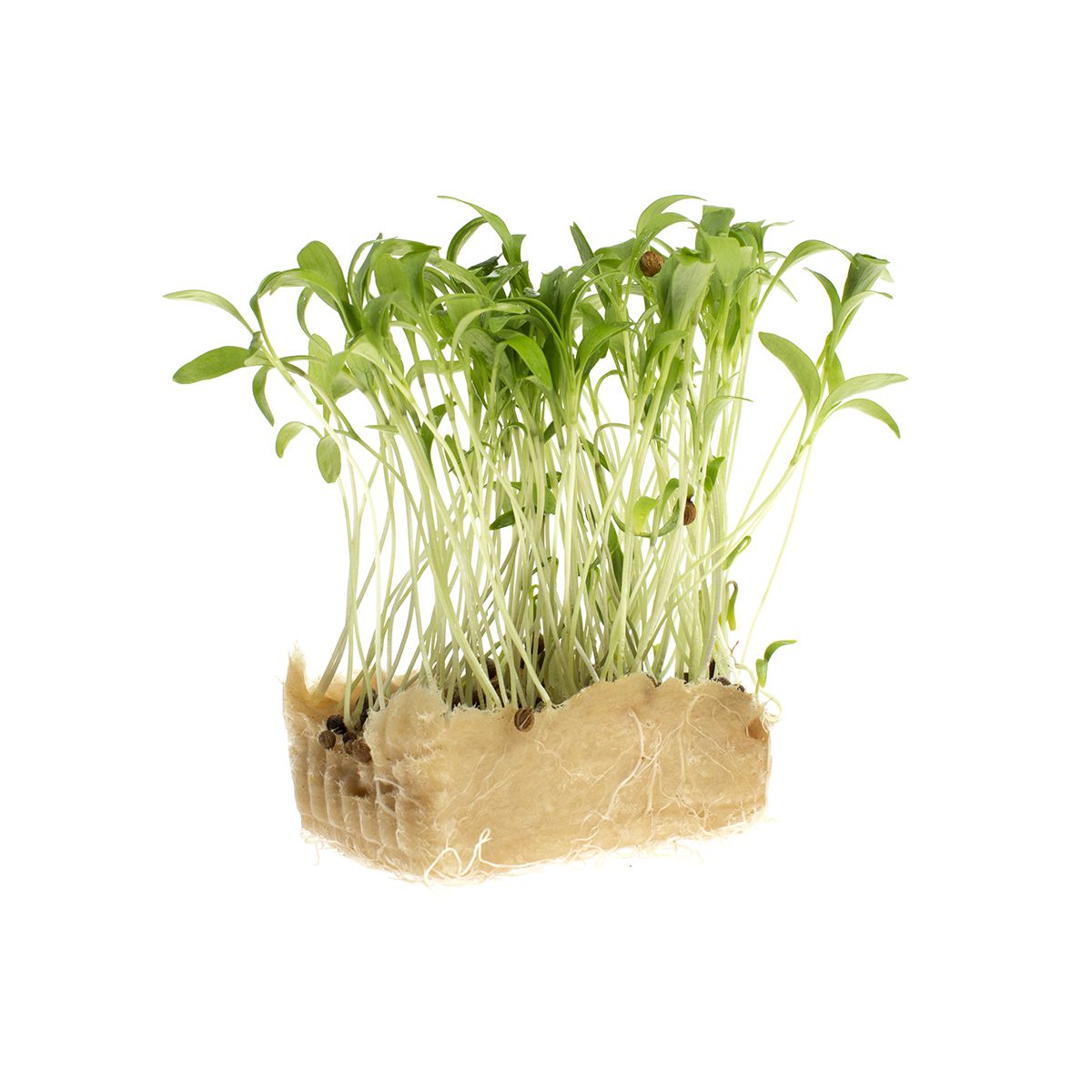 Koppert Cress Coriander Living Cress