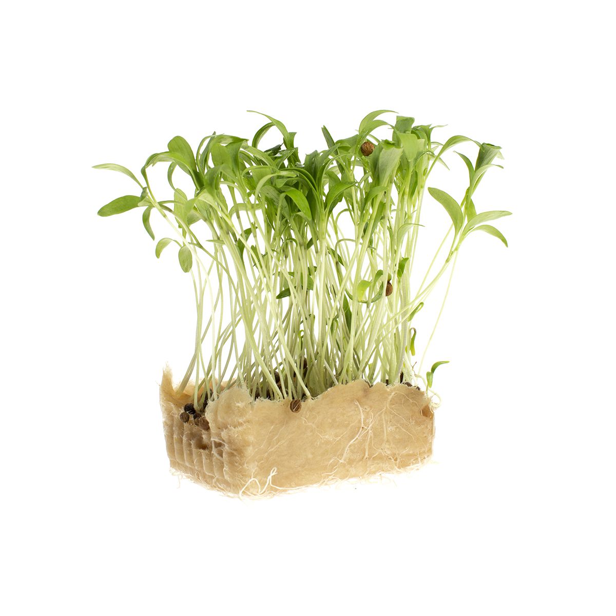 Wholesale Koppert Cress Coriander Living Cress- Bulk