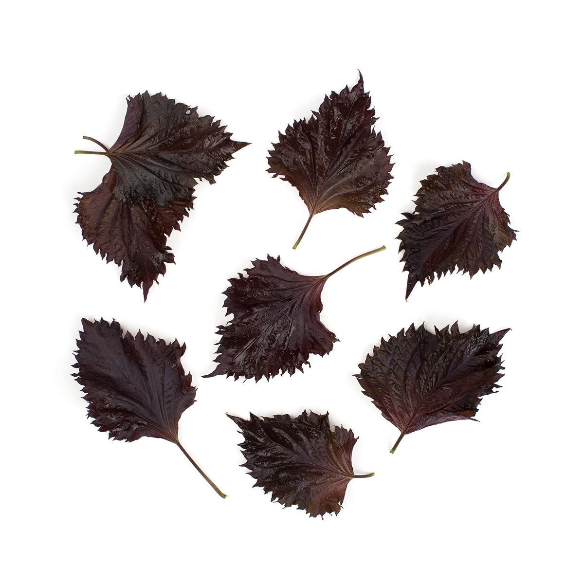 Wholesale BoxNCase Red Shiso Leaves- Bulk