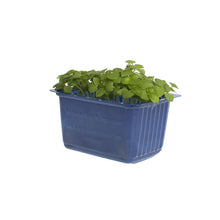 Wholesale Koppert Cress Basil Cress- Bulk