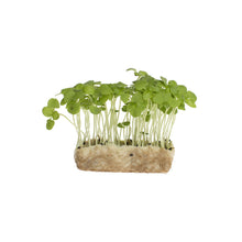 Wholesale Koppert Cress Basil Cress- Bulk