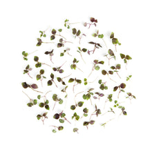 Wholesale Fresh Origins Micro Red Shiso- Bulk