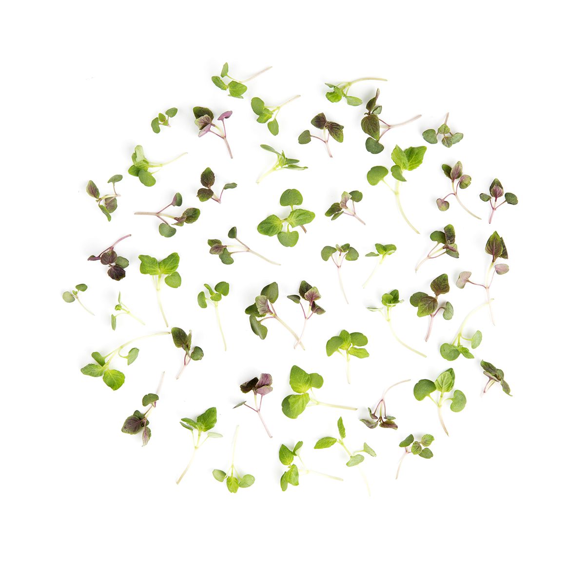 Wholesale Fresh Origins Micro Shiso Mix-4 OZ Bulk