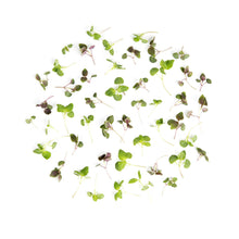 Wholesale Fresh Origins Micro Shiso Mix- Bulk