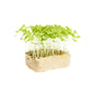 Wholesale Koppert Cress Basil Limon Cress- Bulk
