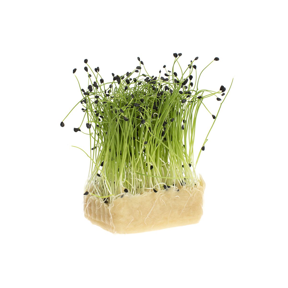 Wholesale Koppert Cress Rock Chives Living Cress-16 CT Bulk