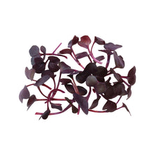 Wholesale Fresh Origins Radish Ruby Mix- Bulk