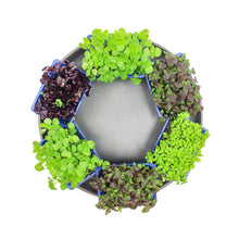 Wholesale Koppert Cress Sushi Mix- Bulk