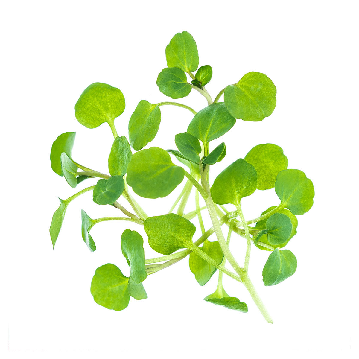 Wholesale Fresh Origins Watercress Greens- Bulk