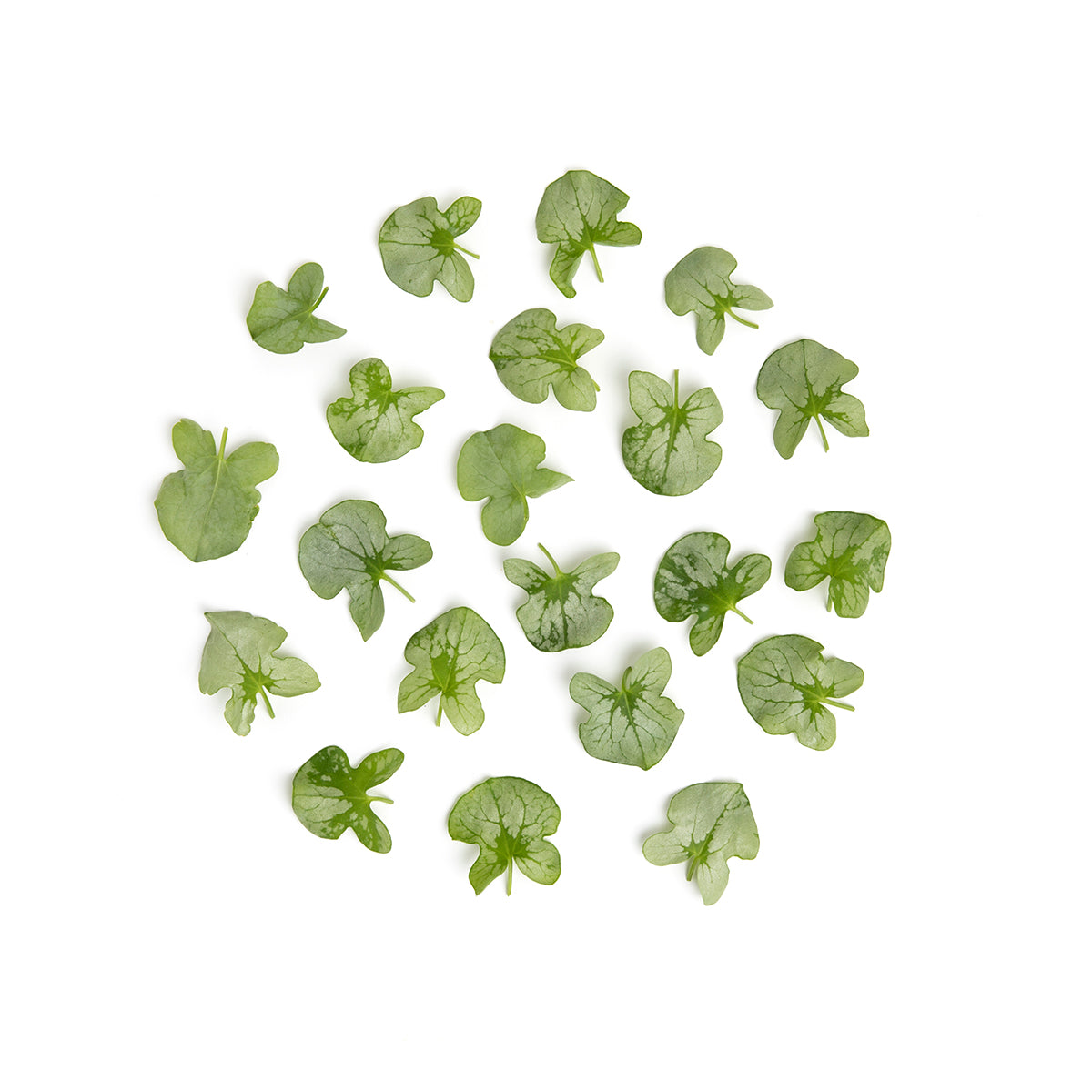 Wholesale Fresh Origins Silver Sorrel- Bulk