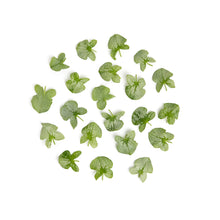 Wholesale Fresh Origins Silver Sorrel- Bulk