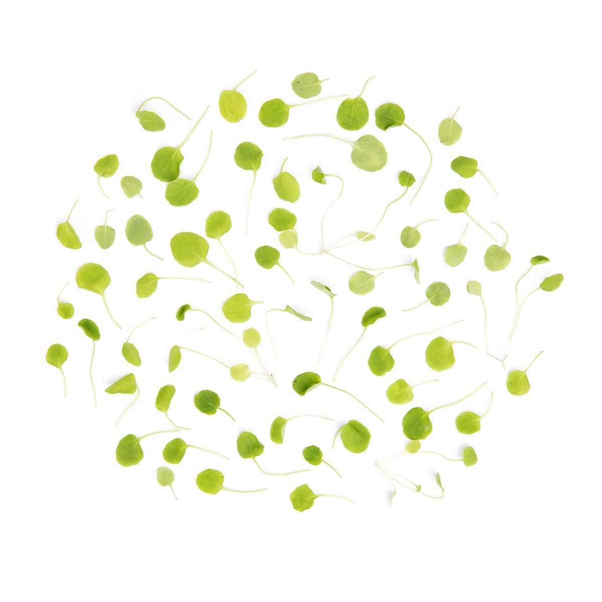 Wholesale Koppert Cress Micro Watercress- Bulk