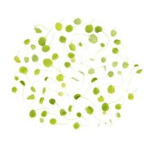 Wholesale Koppert Cress Micro Watercress- Bulk