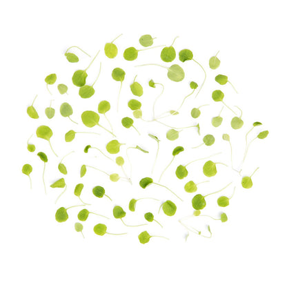 Wholesale Koppert Cress Micro Watercress- Bulk