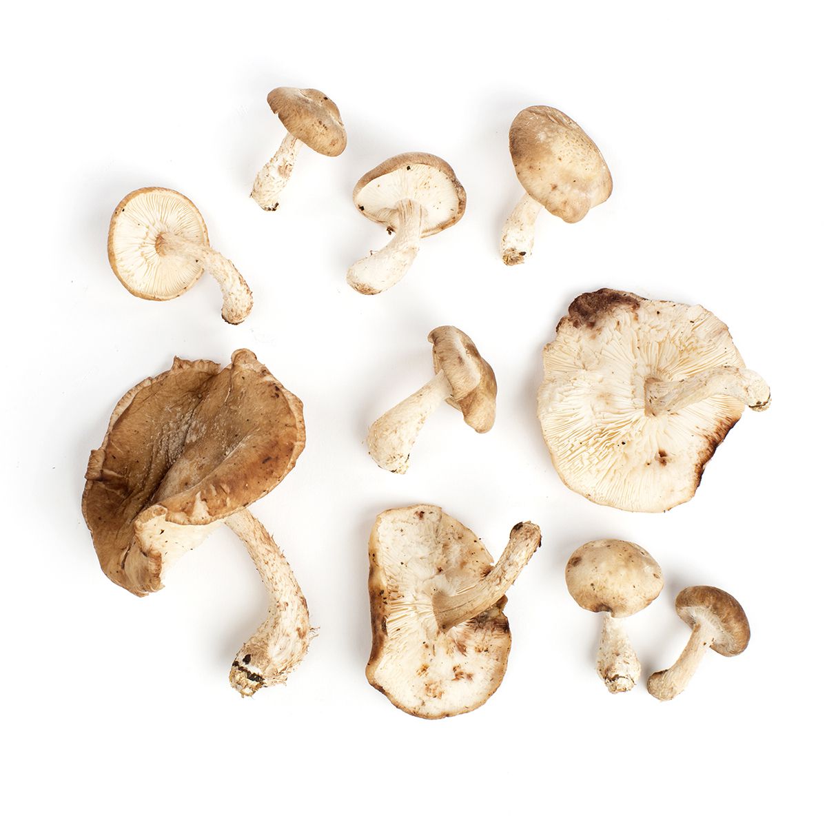 BoxNCase Shiitake Mushrooms Grade #1