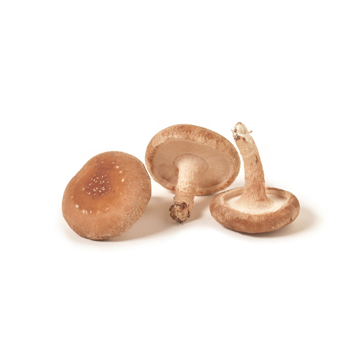 BoxNCase Local Shiitake B Mushrooms