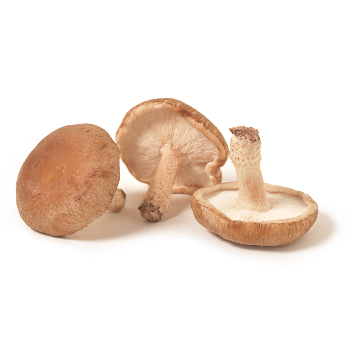 BoxNCase Local Shiitake XL Mushrooms