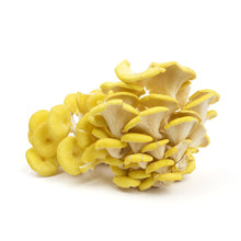 Wholesale BoxNCase Yellow Oyster Mushrooms- Bulk