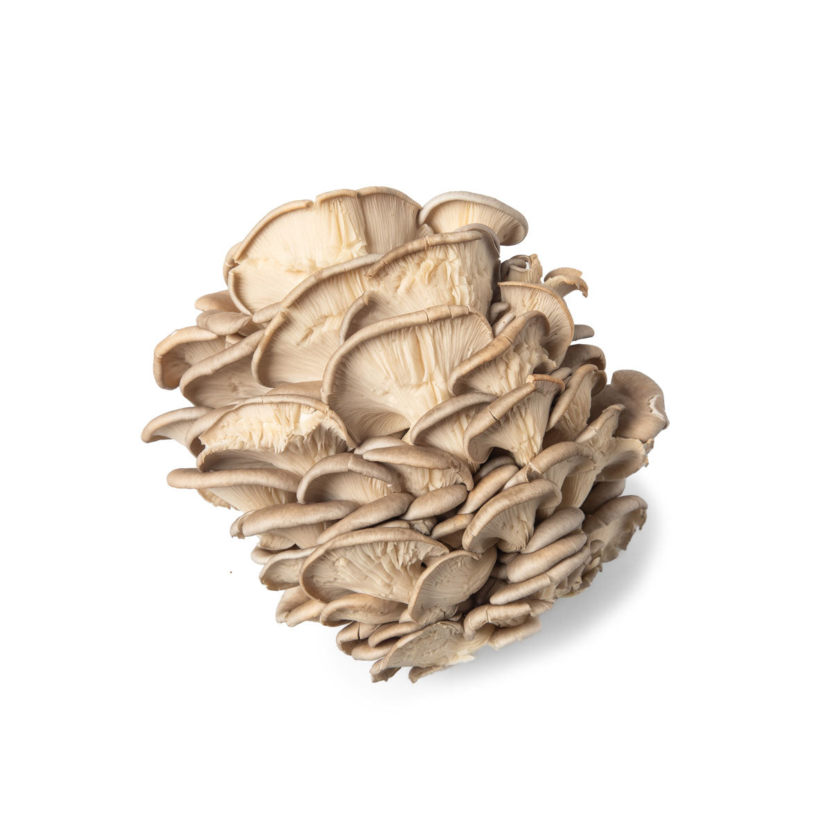 Wholesale Ri Mushroom Co. Oyster Mushrooms- Bulk