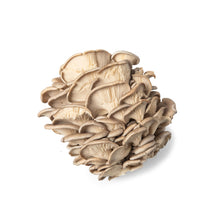 Wholesale Ri Mushroom Co. Oyster Mushrooms- Bulk