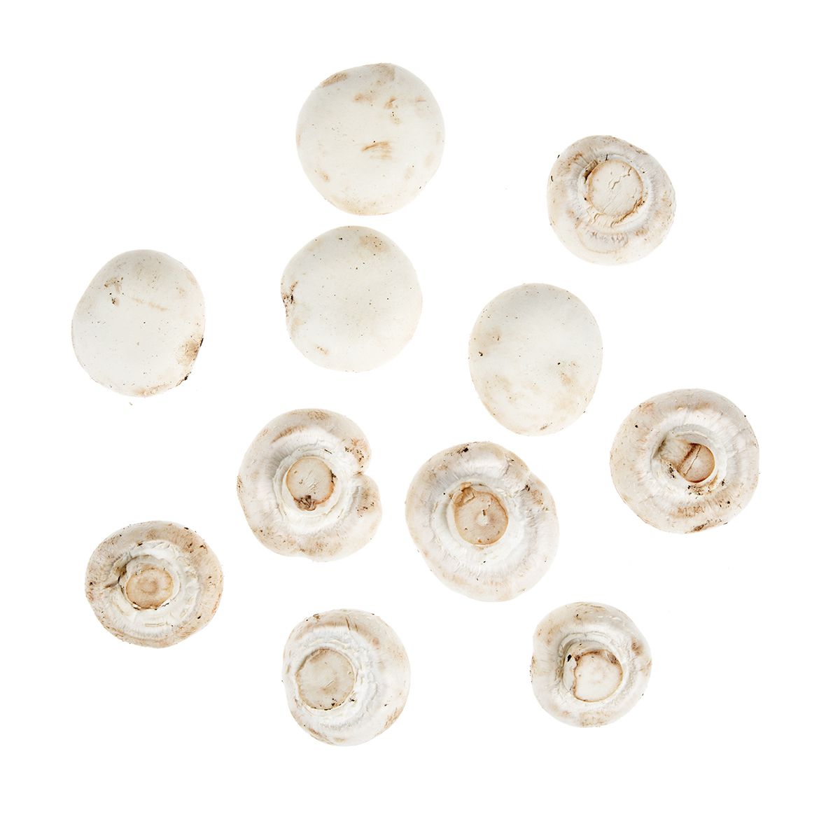Wholesale BoxNCase White Silver Dollar Mushrooms- Bulk