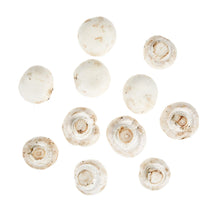 Wholesale BoxNCase White Silver Dollar Mushrooms- Bulk