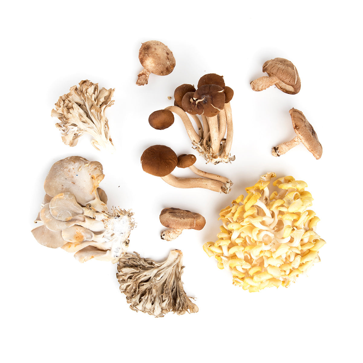 Wholesale Ri Mushroom Co. Chef Mix Mushrooms- Bulk
