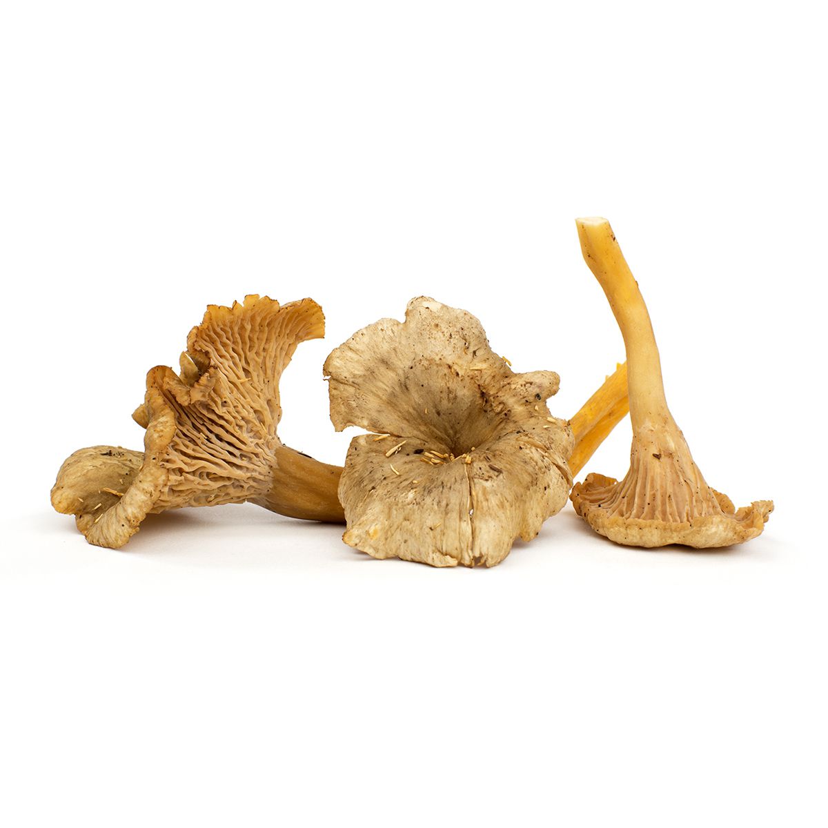 Wholesale BoxNCase Yellowfoot Mushrooms-3 LB Bulk