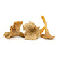 Wholesale BoxNCase Yellowfoot Mushrooms-3 LB Bulk