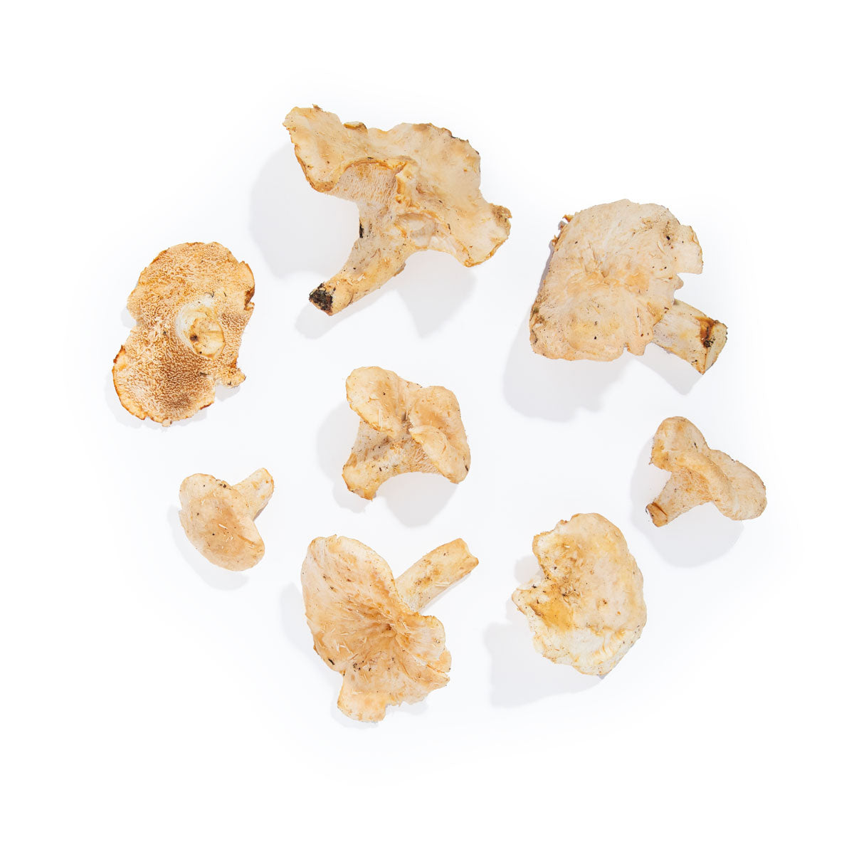 Wholesale BoxNCase Large Sweet Tooth Mushrooms- Bulk