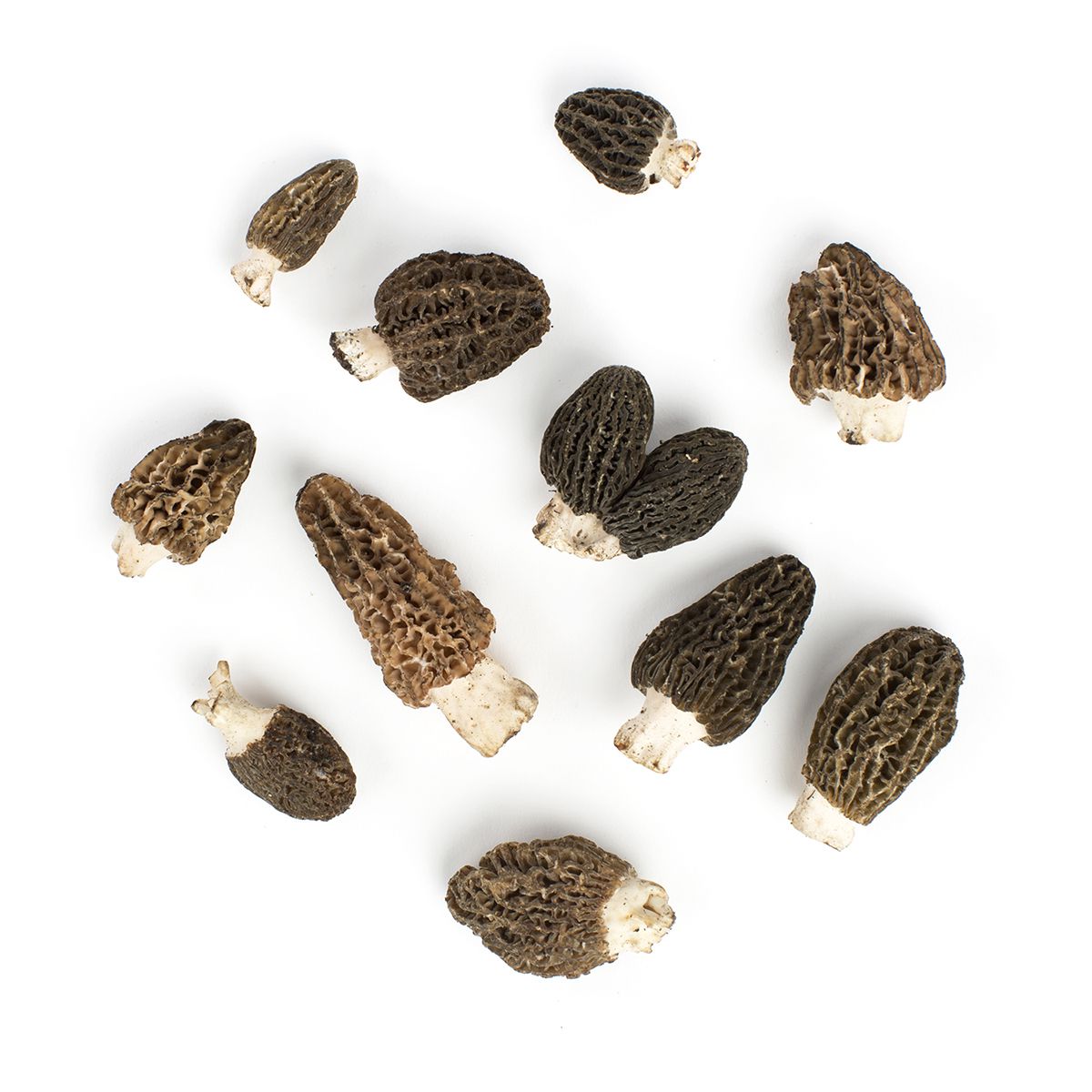 BoxNCase Black Conica Morel Mushrooms