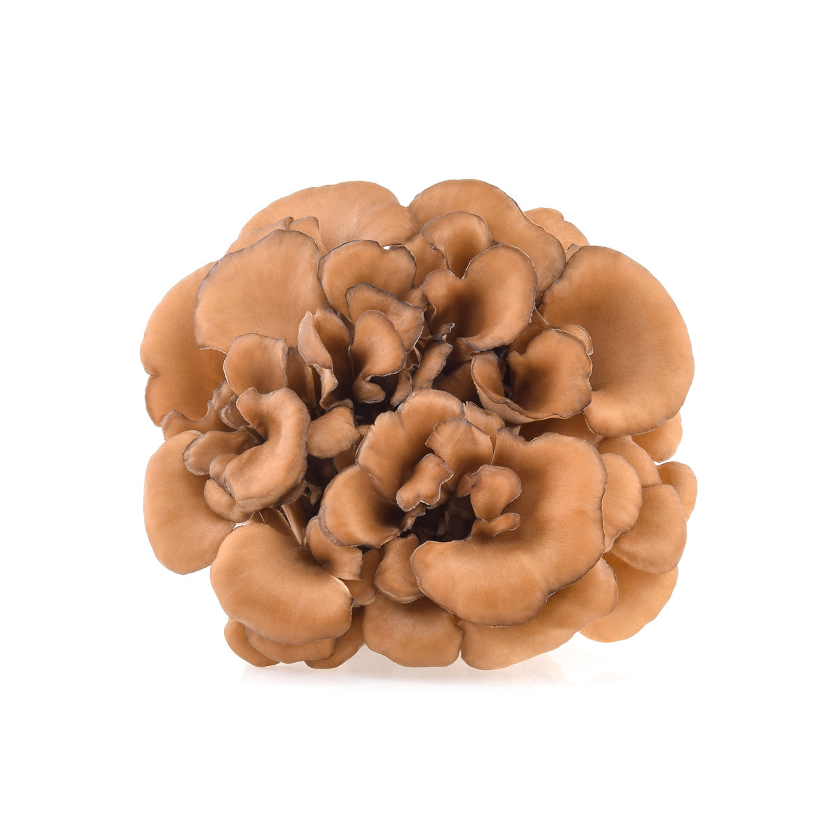 Wholesale BoxNCase Maitake Hen of the Woods Mushrooms 3.5 OZ- Bulk