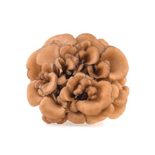 Wholesale BoxNCase Maitake Hen of the Woods Mushrooms 3.5 OZ- Bulk